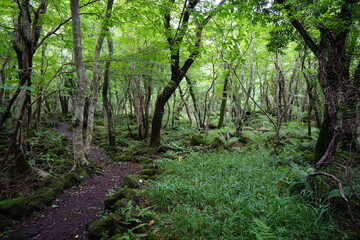 fern and mossy trees in wild forest