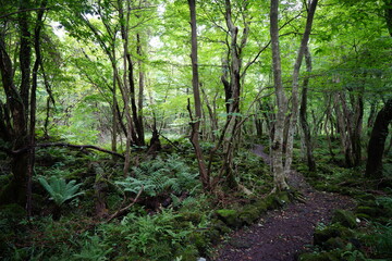 summer forest path through mossy rocks and old trees