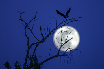 Spooky Blackbird & Tree Silhouetted Against Full Moon