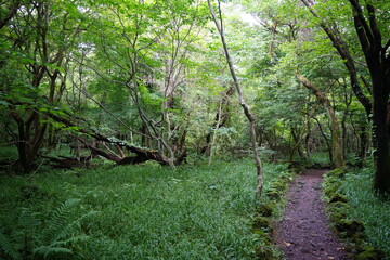 fallen trees in deep forest
