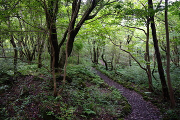 pathway to deep forest