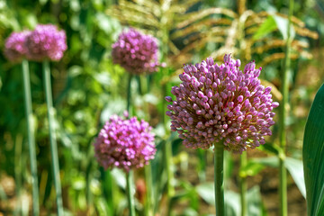 blooming garlic grows in the garden