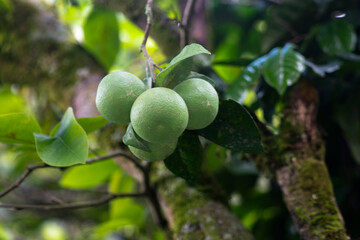 cultivation of green lemon bunches in the foreground 