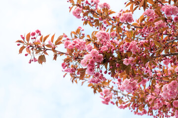 Sky of Pink Flowers