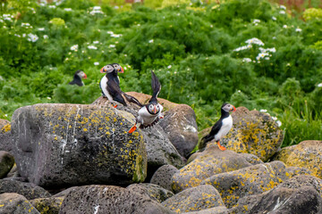 Atlantic Puffin gather together at the coast of Reykjavik, Iceland