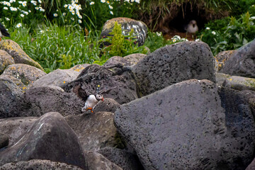 Atlantic Puffin gather together at the coast of Reykjavik, Iceland