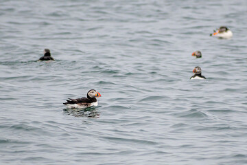 Atlantic Puffin float over water off the coast of Reykjavik, Iceland