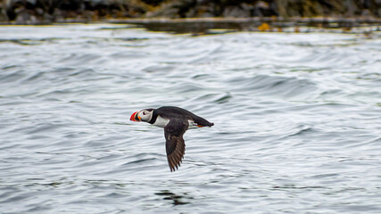 Atlantic Puffin flies over water off the coast of Reykjavik, Iceland