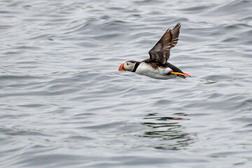 Atlantic Puffin flies over water off the coast of Reykjavik, Iceland