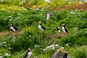 Atlantic Puffin gather together at the coast of Reykjavik, Iceland