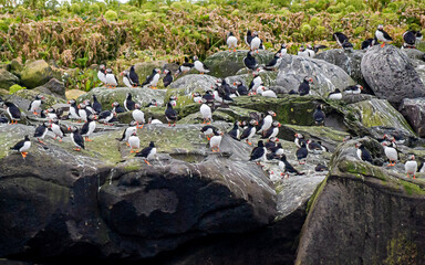 Atlantic Puffin gather together at the coast of Reykjavik, Iceland