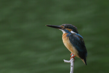  長いくちばしのカワセミ