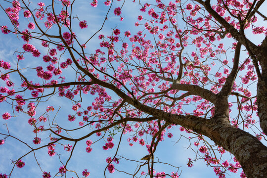 Ip&ecirc; Rosa em Maring&aacute;