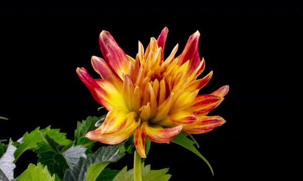 Time-lapse of growing and opening from yellow to red colorful dahlia georgine flower isolated on black background. Wedding backdrop, Valentine's Day concept. Blossom, flower closeup. 4K video