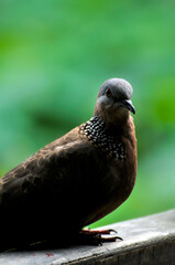 close up of a dove is restting on the wooden fence  