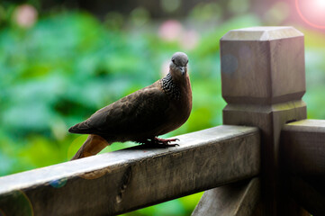 close up of a dove is restting on the wooden fence  