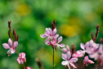 Obraz premium blossoming pink small flowers in spring