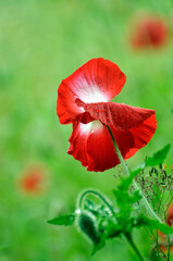 blossoming poppy flowers