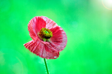 blossoming poppy flowers
