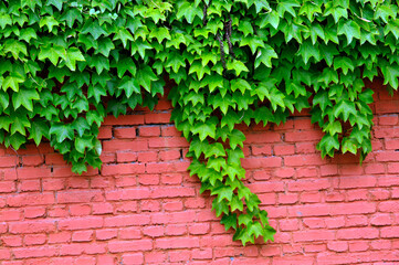 Fototapeta na wymiar green ivy on the wall
