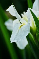 Obraz premium Blossom purple gladiolus flowers 