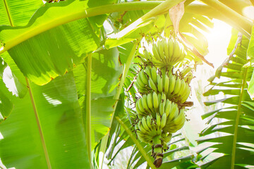 Obraz premium Bunch of organic green banana on tree in the garden, the banana tree and leaf agriculture plantation in Thailand summer fruit