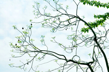 branches of a tree with leaves