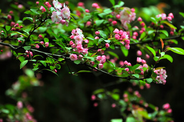 Pink cherry flower blossom