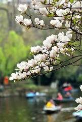  lovely magnolia blossom in springtime
