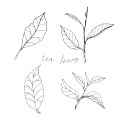 Set of black and white tea leaves