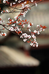 Pink cherry flower blossom