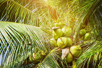 coconut cluster on coconut tree,Fresh coconut on the plam tree,thailand fresh fruit.