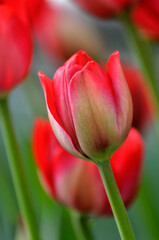 blossoming tulips in spring