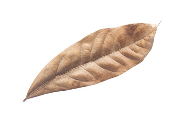 Fototapeta na wymiar Dry leaves isolated on white background. Tropical dry leaves clipping path.