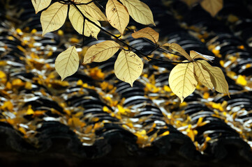 autumn leaves background