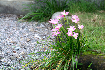 pink flower in rain season