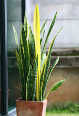 snake plant in the pot