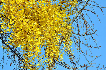 golden ginkgo tree in autumn