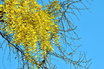 golden ginkgo tree in autumn