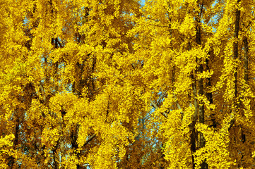 golden ginkgo tree in autumn