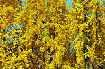 golden ginkgo tree in autumn
