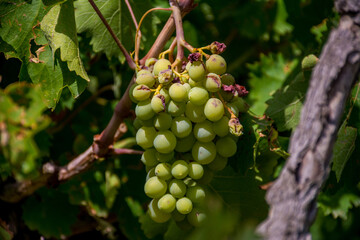 Green grapes