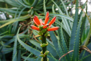 a plant in a garden