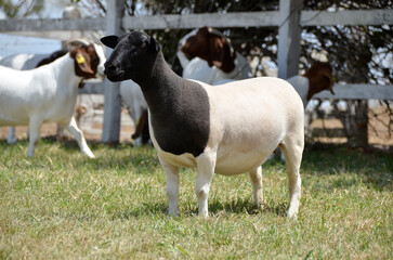 Beautiful female Dorper sheep on the farm © LGAndrade
