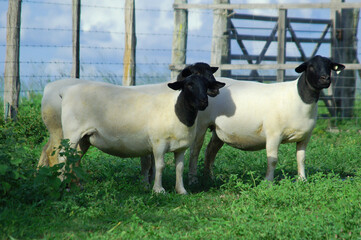 Beautiful female Dorper sheep on the farm