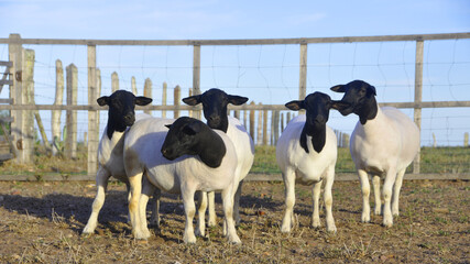 Beautiful female Dorper sheep on the farm