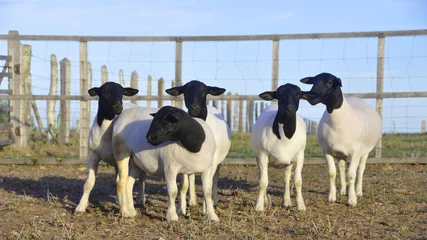 Fototapete Rund Beautiful female Dorper sheep on the farm © LGAndrade