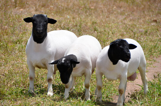 Young Dorper Sheep On The Farm