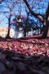枯れ落ちた葉に映る風景
