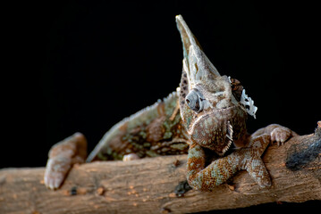 Male veiled chameleons ready to molt their skins
